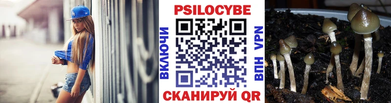 что такое Черкесск Галлюциногенные грибы Psilocybe